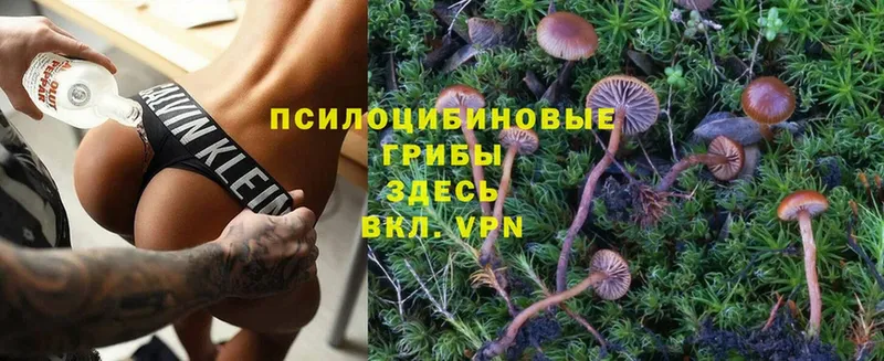 цена   Барыш  гидра   Галлюциногенные грибы Psilocybine cubensis 